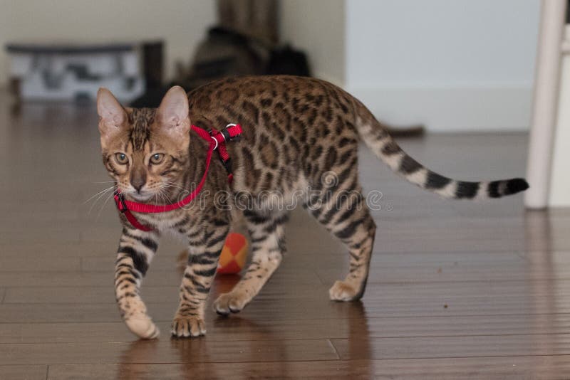 Bengal Kitten in Red Harness Stock Image Image of lovable, bengal