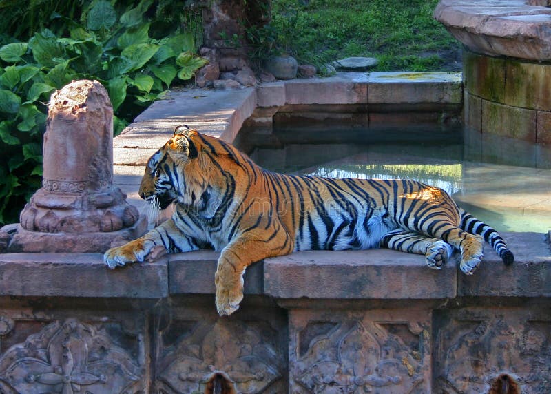 Bengal królestwa zwierząt tygrysa