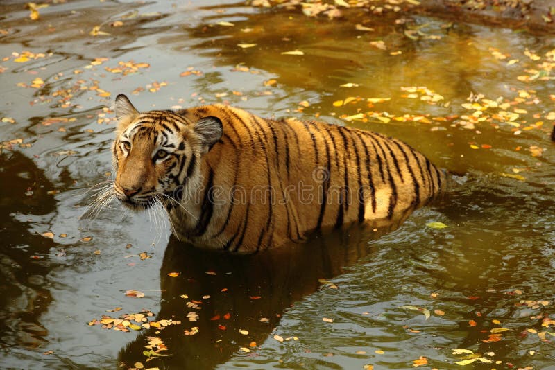 Bengal królewska tygrysa woda
