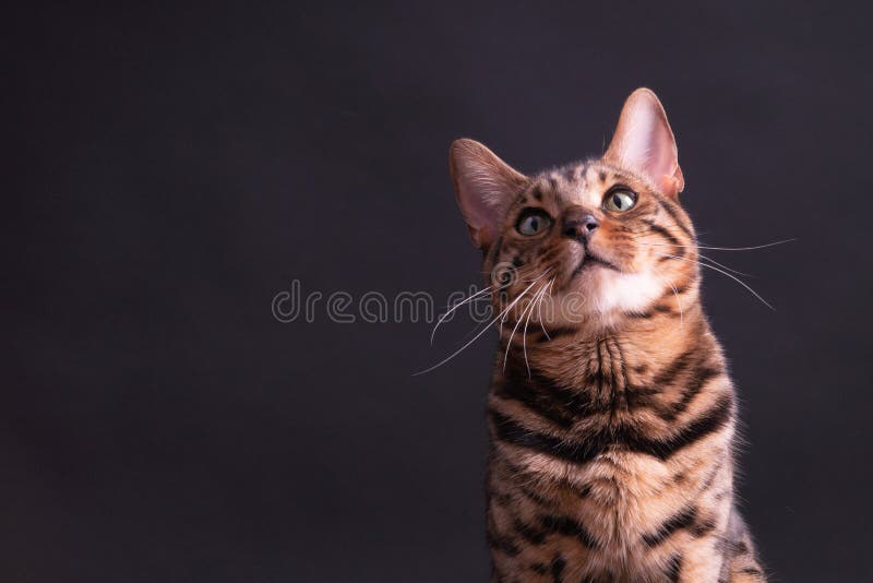 cute bengal kittens wallpaper