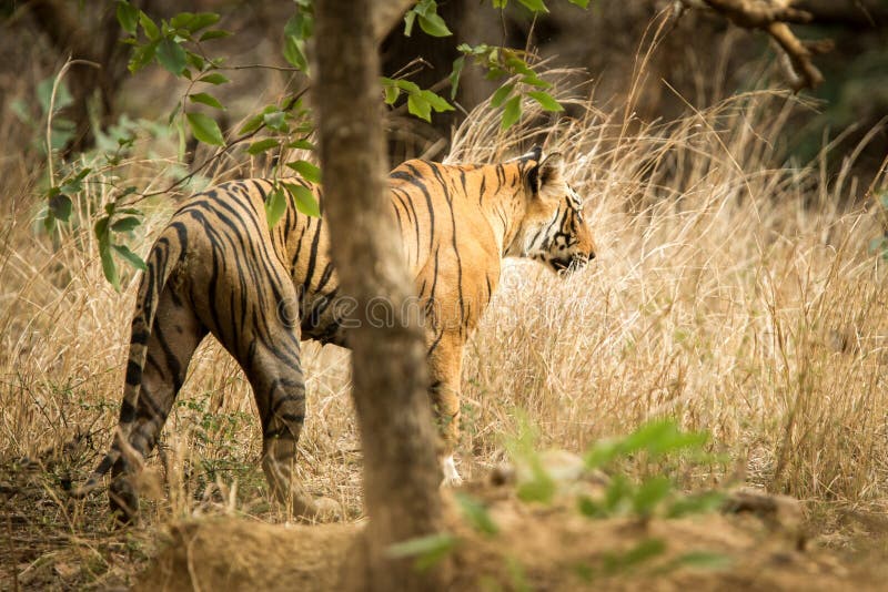 Bengal selvagem Tiger Panthera Tigris Tigris que anda na floresta durante o dia quente em seu habitat natural Parque nacional de imagens de stock Bengal selvagem Tiger Panthera Tigris Tigris que anda na floresta durante o dia quente em seu habitat natural Parque nacional de imagens de stock