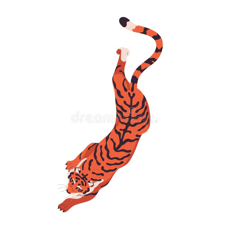 Bengal striped tiger walking, crawling. Wild feline animal crouching, hunting, top view. African carnivore prowling