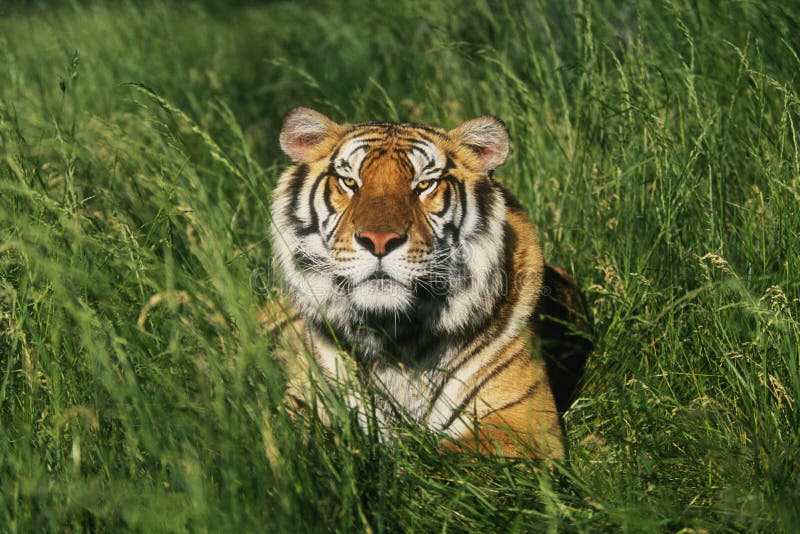 26,344 Bengal Tiger Stock Photos - Free & Royalty-Free Stock Photos from  Dreamstime