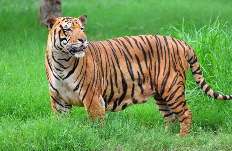 178,307 Tiger Stock Photos - Free & Royalty-Free Stock Photos from Dreamstime 178,307 Tiger Stock Photos - Free & Royalty-Free Stock Photos from Dreamstime