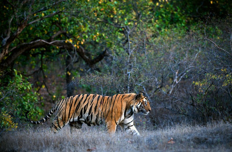 A huge male tiger walking in the jungles of Bandhavgarh National Park, India. A huge male tiger walking in the jungles of Bandhavgarh National Park, India