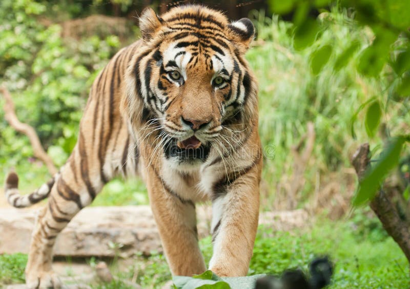 Bengal Tiger stock image. Image of bengal, endangered 24084851