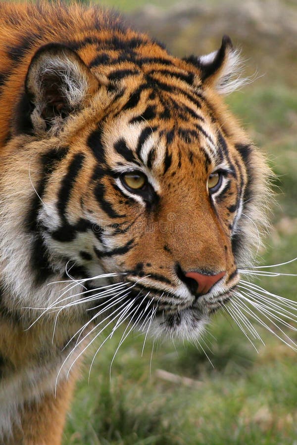 Bengala tigres Ellos son encontró en menor números en,,, Bután a birmania.