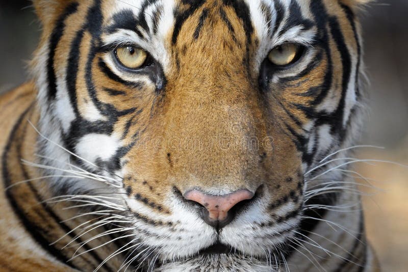 Bengal Tiger royalty free stock photo Bengal Tiger royalty free stock photo