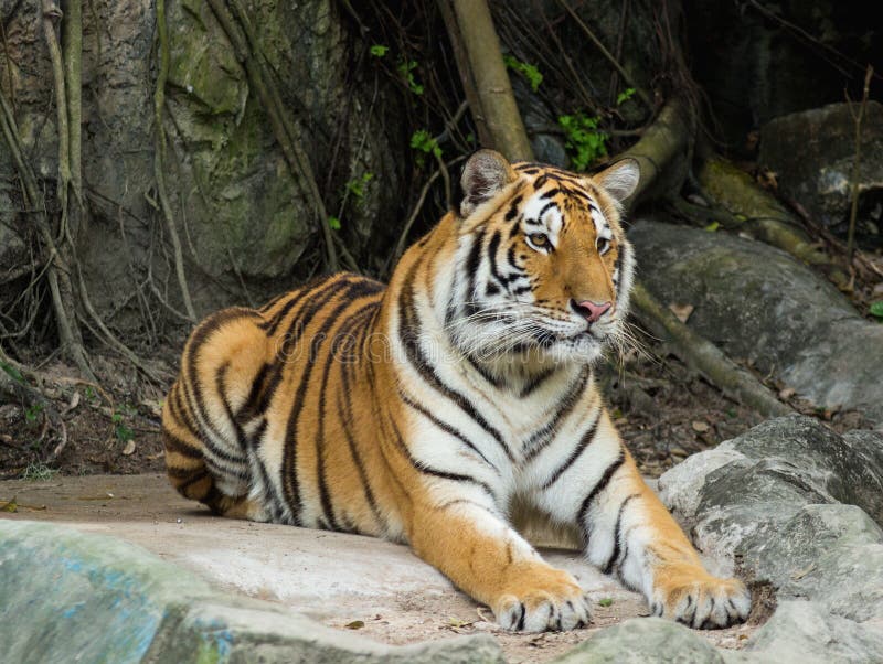 Bengal tiger royaltyfria foton Bengal tiger royaltyfria foton