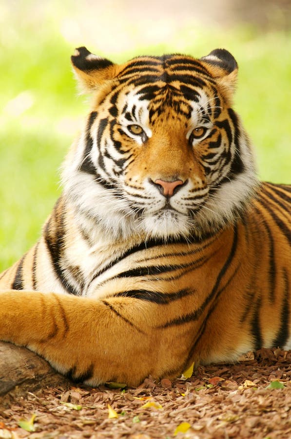 Bengal Tiger