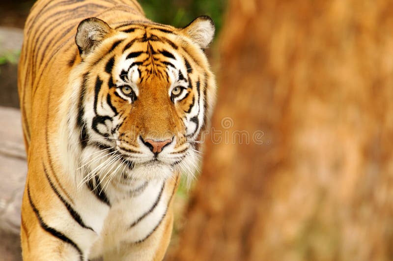 Bengal Tiger