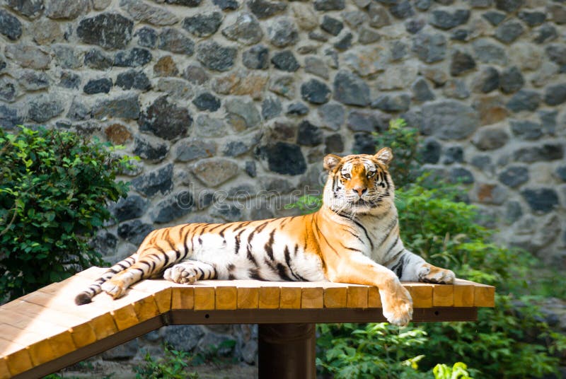 Bengal tiger basks in the sun after hunting royalty free stock images Bengal tiger basks in the sun after hunting royalty free stock images