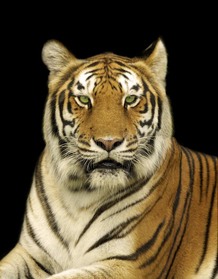 Beautiful bengal tiger stock image. Image of close, asia - 225667113