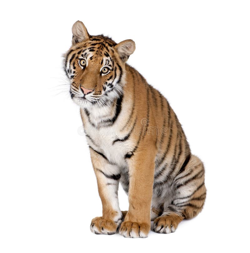 Bengal Tiger in Front of a White Background Stock Photo - Image of shot