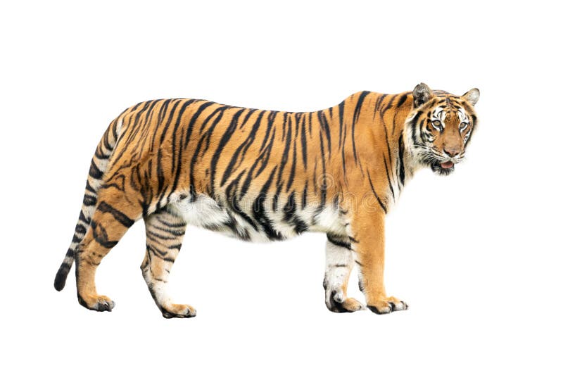 Bengal tiger isolated stock photo. Image of animal, orange - 141759576