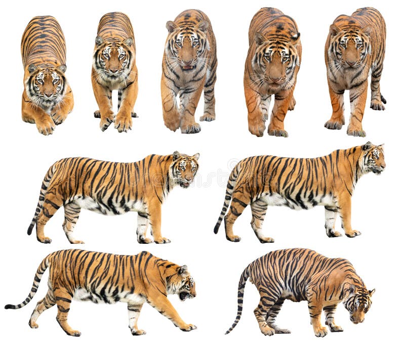 212,647 Tiger Isolated Images, Stock Photos, 3D objects, & Vectors