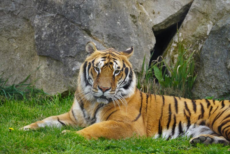 Bengal tiger in the sun stock photo. Image of tigris - 246376232