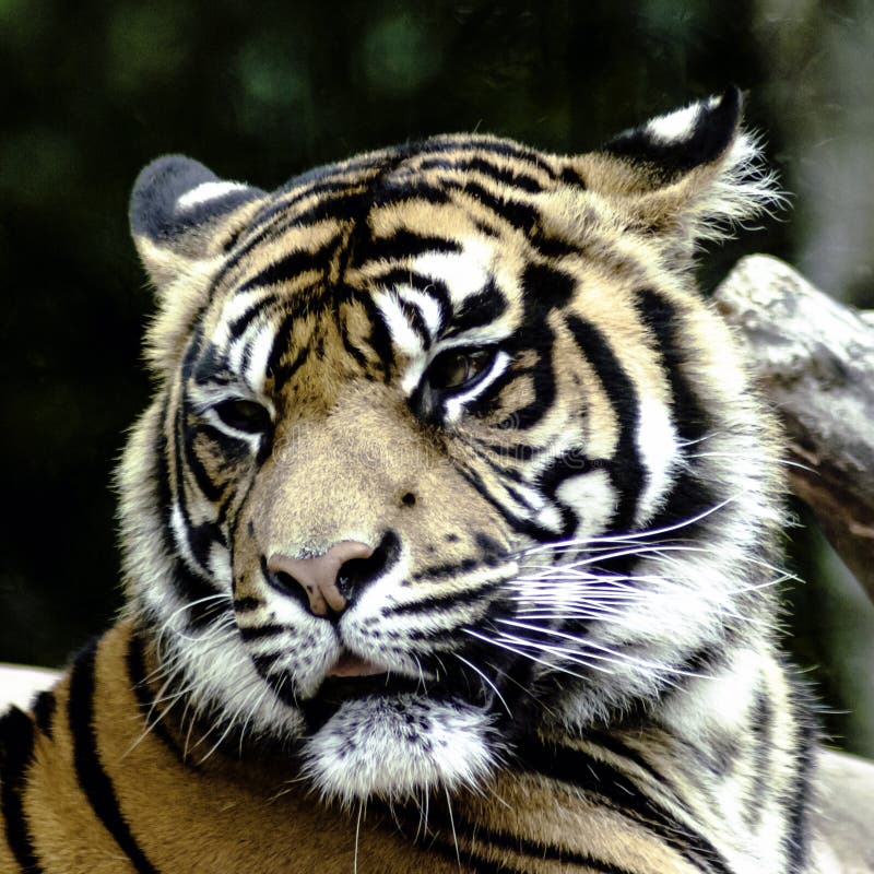 Bengal Tiger / Panthera Tigris Tigris Stock Photo - Image of face ...