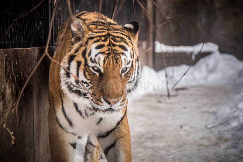 Bengal tiger or Panthera tigris was lonely cage