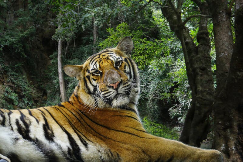 Head of Bengal Tiger in the Rainforest Stock Image - Image of danger