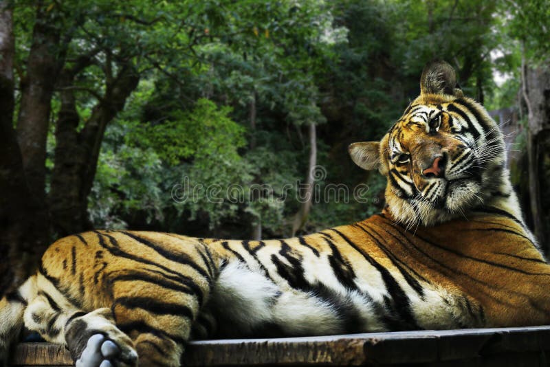 Bengal Tiger in the Rainforest Stock Photo - Image of feline, indian
