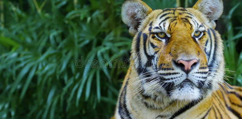 Bengal Tiger in the Rainforest Stock Photo - Image of feline, indian