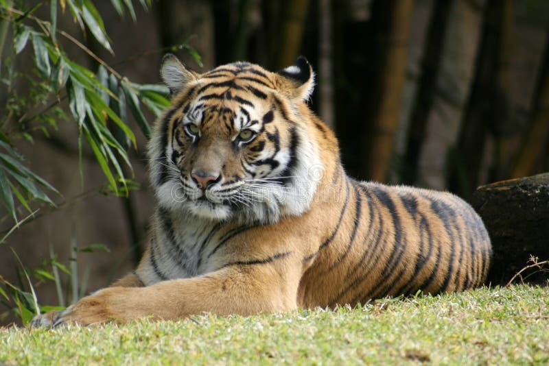 Bengal Tiger relaxing in the sun royalty free stock images Bengal Tiger relaxing in the sun royalty free stock images