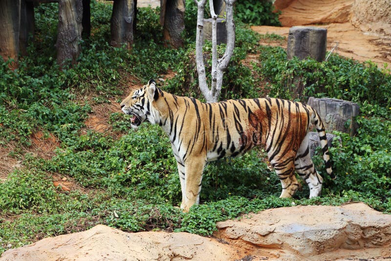 Bengal tiger stock image. Image of africa, carnivore 43437709