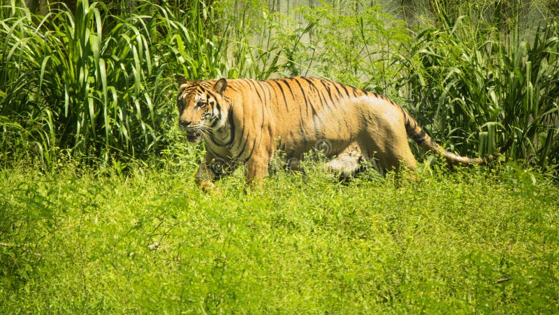 tiger safari sri lanka