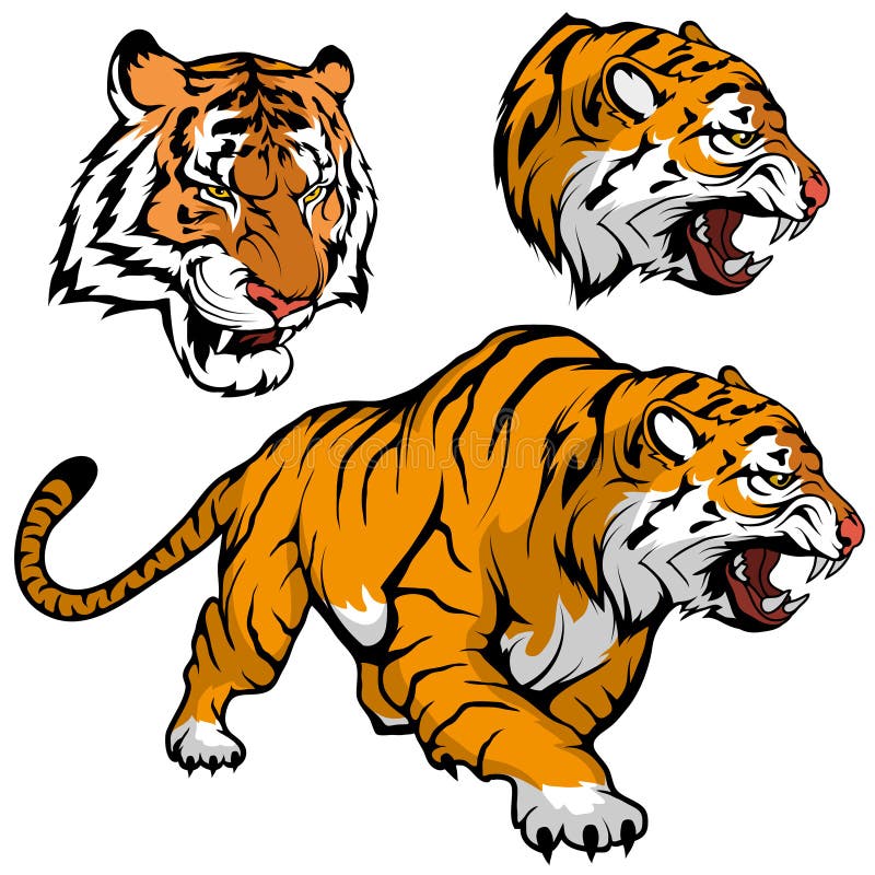 Premium Vector | A shaded detailed illustration of a royal bengal tiger in  water swimming and looking back