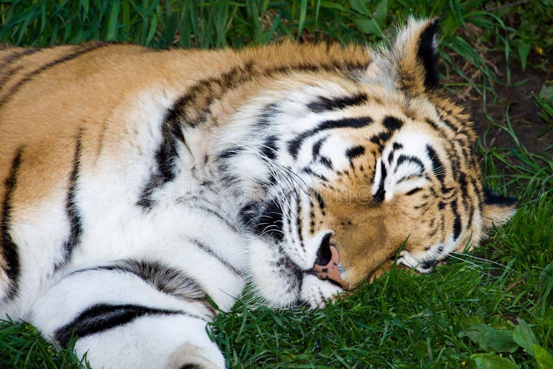 Bengal Tiger Sleeping