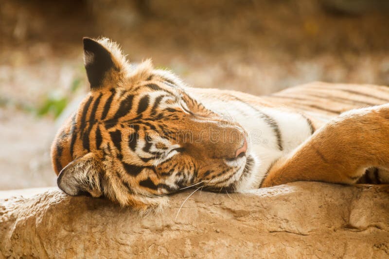 886 Sleeping Bengal Tiger Stock Photos Free & RoyaltyFree Stock