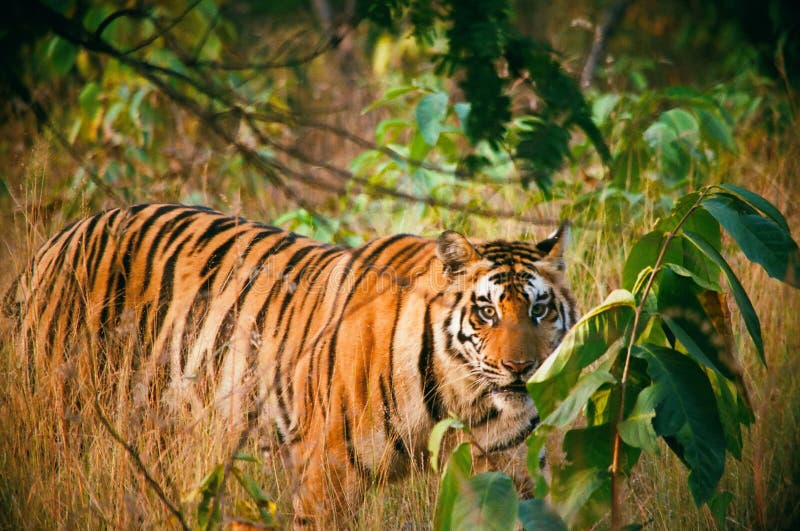 Bengal tiger royalty free stock photos Bengal tiger royalty free stock photos