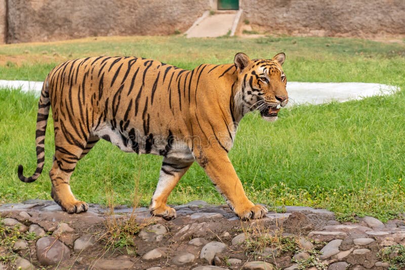Bengal Tiger Walking in Zoological Park Stock Photo Image of