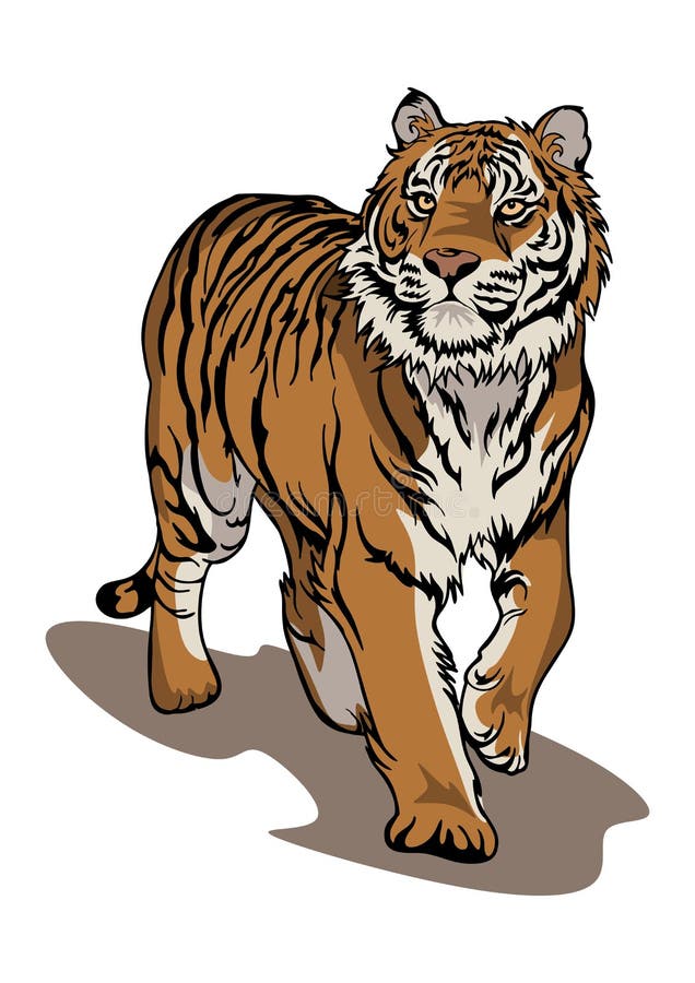 Bengal Tiger Stock Illustrations – 7,843 Bengal Tiger Stock Illustrations,  Vectors & Clipart - Dreamstime
