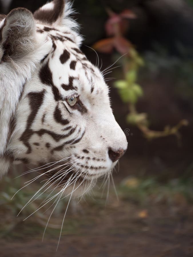 Bengal-Tigerkopfnahaufnahme stockbilder Bengal-Tigerkopfnahaufnahme stockbilder