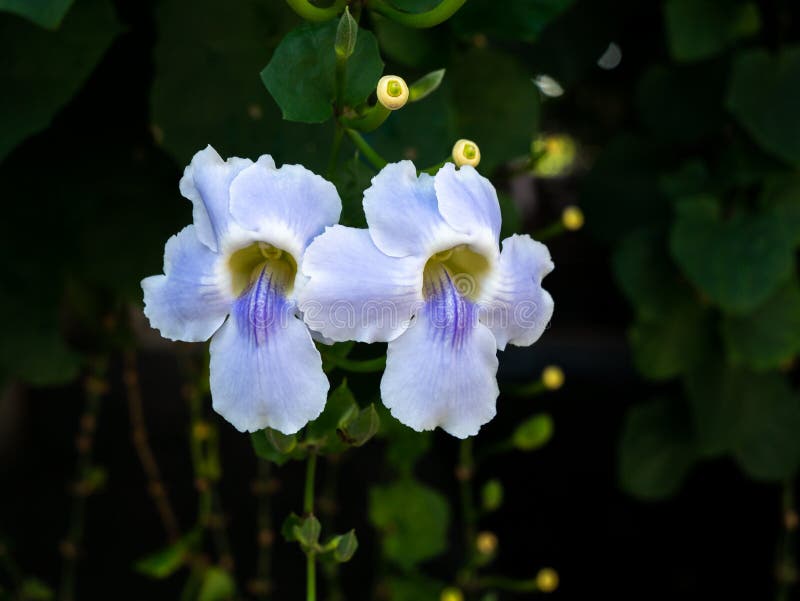 Bengal Trumpet Flowers Hanging on the Tree Stock Photo Image of