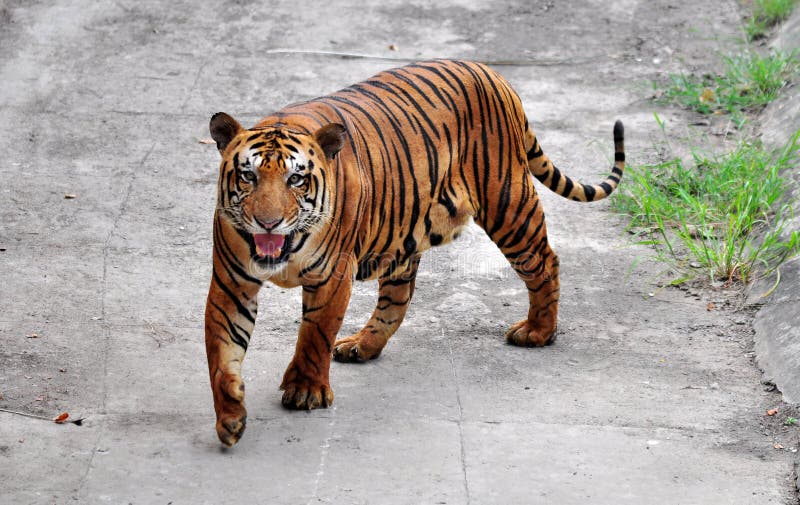 Bengal tygrys