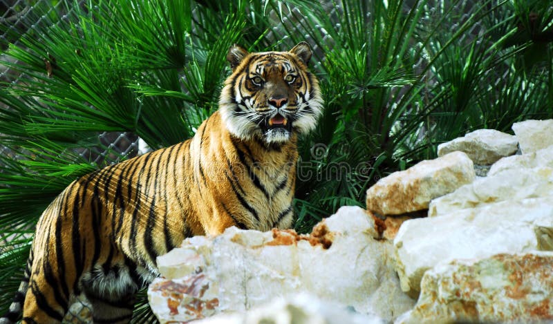 Bengal tygrys