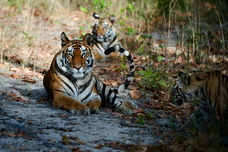 bengal tygrysy obraz stock bengal tygrysy obraz stock