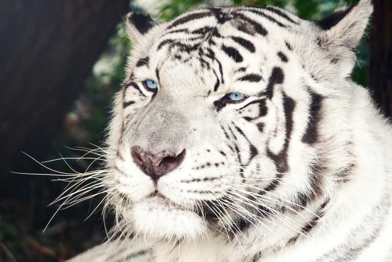 Bengal White Tiger Close Up Panthera Tigris Tigris Stock Image Image