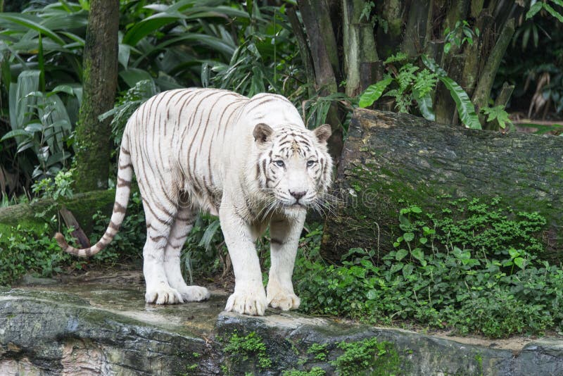 Bengalia bielu tygrys