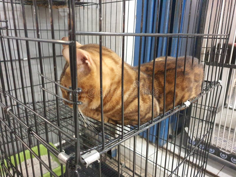 Benggala Cat in the Cage Sleeping Stock Image Image of puppy, fence