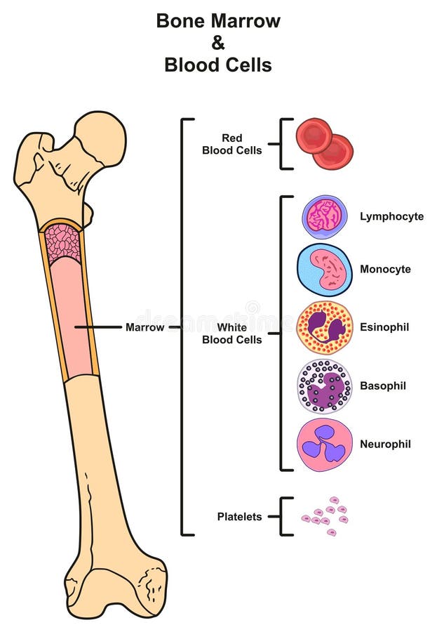 Benmärg & blodceller vektor illustrationer. Illustration av biologi -  92041704
