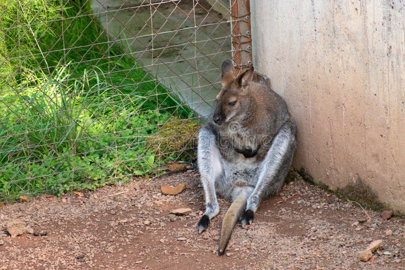 Bennett wallaby oder notamacropus rufogriseus im zoo in zurich in der schweiz lizenzfreie stockbilder