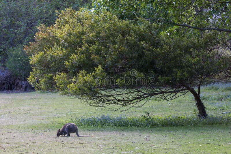 Bennetts wallaby pasanie w Tasmanian polu fotografia stock Bennetts wallaby pasanie w Tasmanian polu fotografia stock