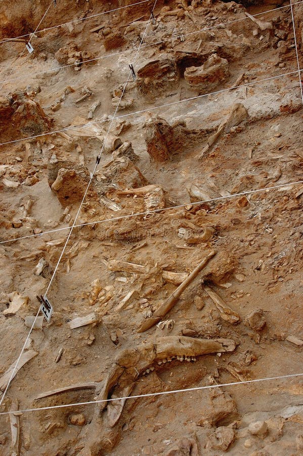 5 million years old scattered fossil bones from Langebaanweg, South Africa. In the lower part of the picture you can see the jaw bone of an ancestor to the giraffe. 5 million years old scattered fossil bones from Langebaanweg, South Africa. In the lower part of the picture you can see the jaw bone of an ancestor to the giraffe.