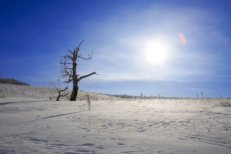 168 Barren Tree Snowy Field Stock Photos Free & RoyaltyFree Stock