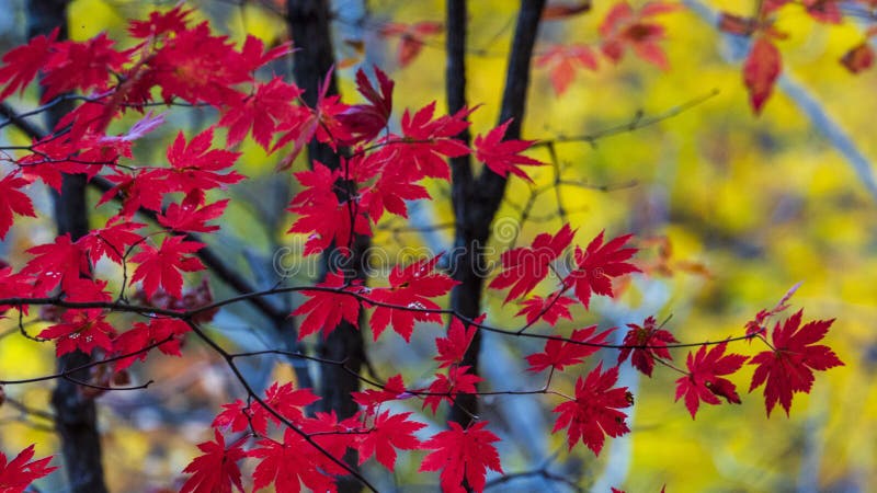 Benxi Maple Leaf