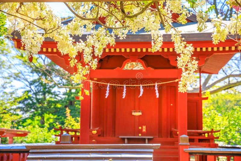 Branches of cherry blossom in Hanami spring on foreground. Hata-age Benzaiten Shrine on blurred background inside Tsurugaoka Hachimangu complex, the most important Shinto shrine in Kamakura, Japan. Branches of cherry blossom in Hanami spring on foreground. Hata-age Benzaiten Shrine on blurred background inside Tsurugaoka Hachimangu complex, the most important Shinto shrine in Kamakura, Japan.